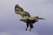 Carole Ashton - Sea Eagle